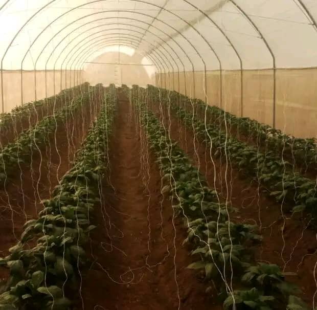 WhatsApp Image 2024-06-24 at 2.50.57 AM (1)