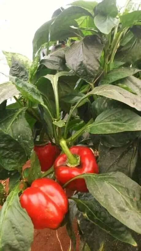 WhatsApp Image 2024-06-24 at 2.50.57 AM (2)