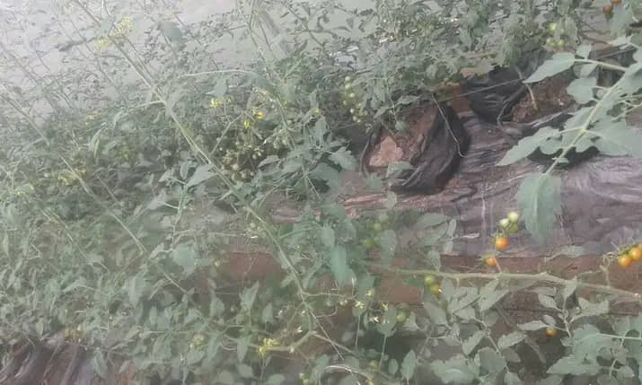 WhatsApp Image 2024-06-24 at 2.50.57 AM (3)