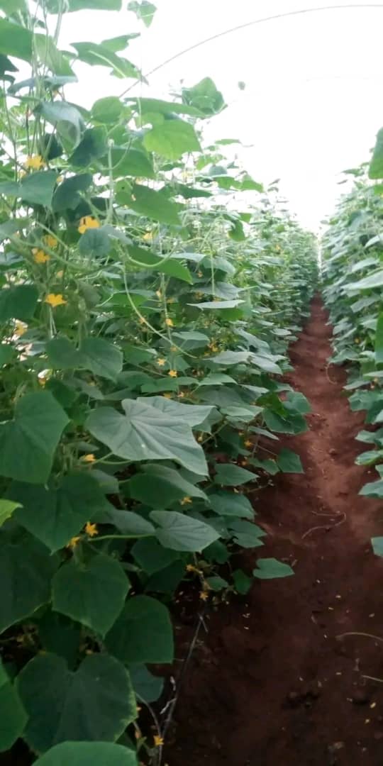 WhatsApp Image 2024-06-24 at 2.50.59 AM (2)