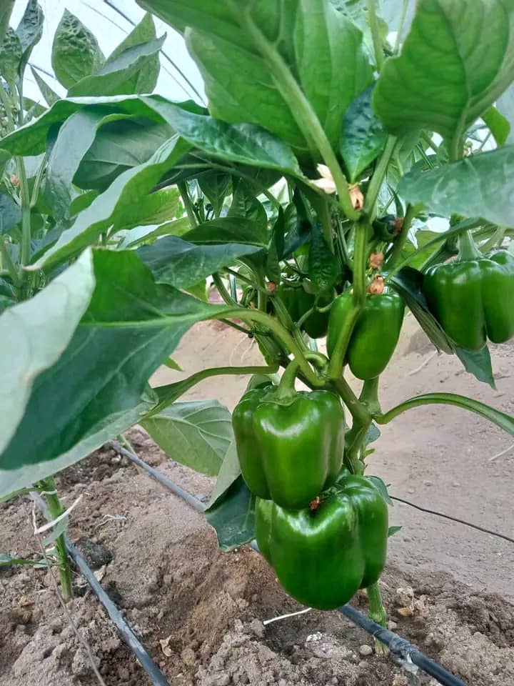 WhatsApp Image 2024-06-24 at 2.50.59 AM (4)