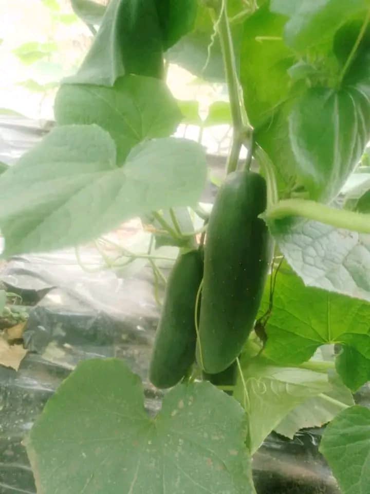 WhatsApp Image 2024-06-24 at 2.51.29 AM (2)