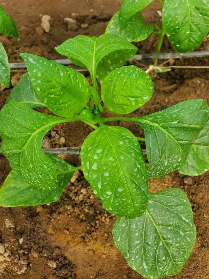 WhatsApp Image 2024-06-24 at 2.51.29 AM