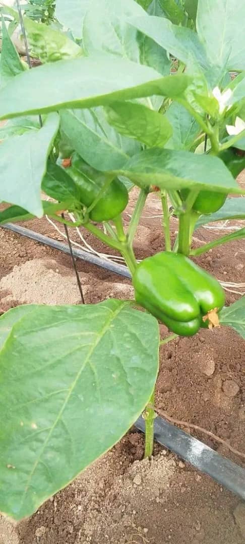 WhatsApp Image 2024-06-24 at 2.51.30 AM (1)