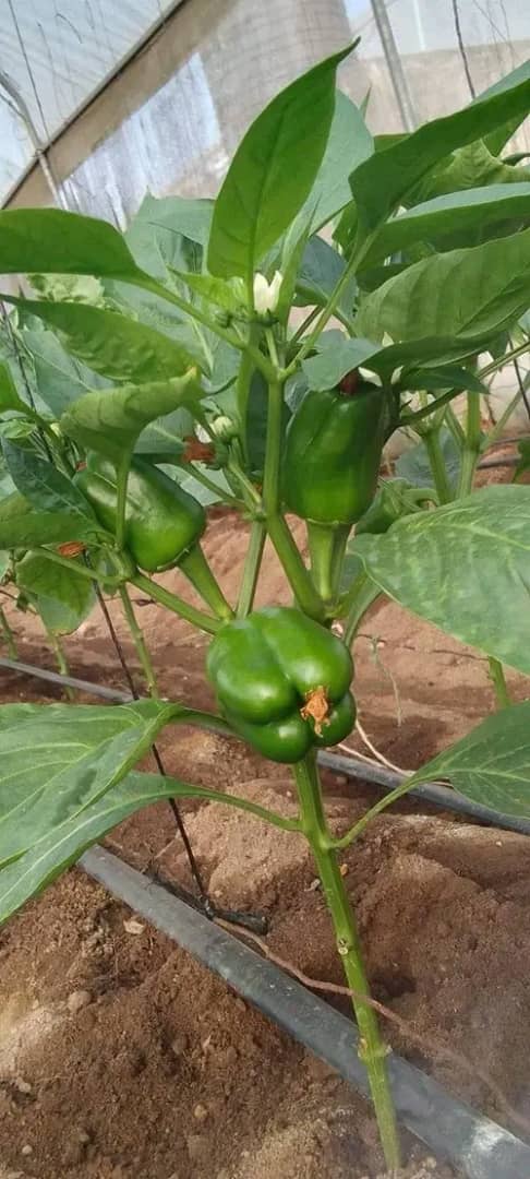 WhatsApp Image 2024-06-24 at 2.51.30 AM (2)